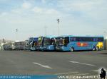 Buses Flores - Perú / Tacna