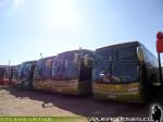 Flota de Buses JM & Tur-Bus