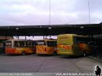 Interbus / Terminal de Linares